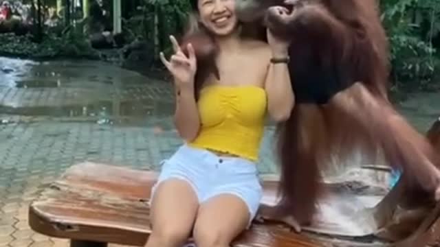 Orangutan molested beautiful lady got many people talking