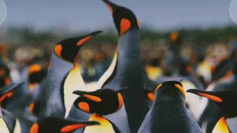 emperor penguins