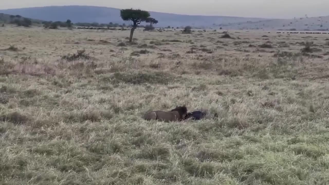 Brave Gemsbok Take Down LIONS With Their Horns To Save Baby Gemsbok Escape - Snake vs Lizard