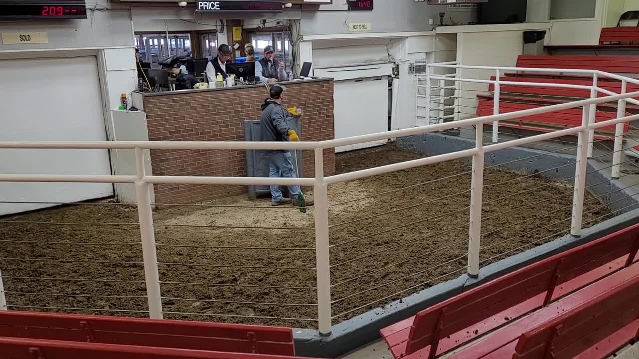 My Veterans Day time at the bulls auction. Fort Collins Colorado.11-11-22