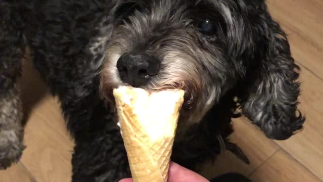 My Adopted Dog having an Ice Cream for the First Time