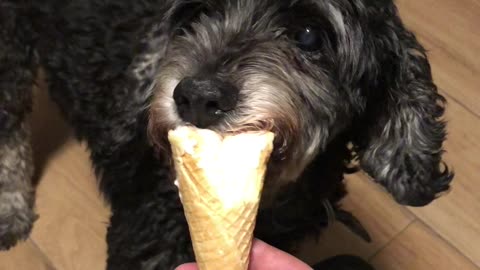 My Adopted Dog having an Ice Cream for the First Time