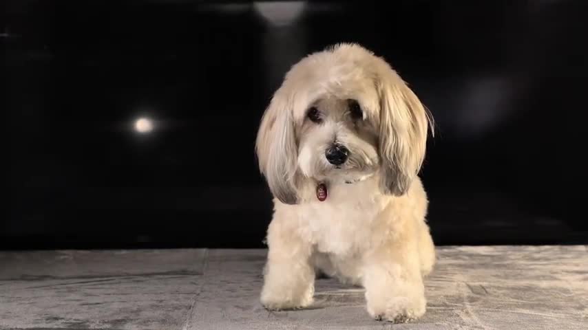 Cute dog complication video