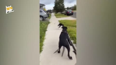 Funny animal and human fun
