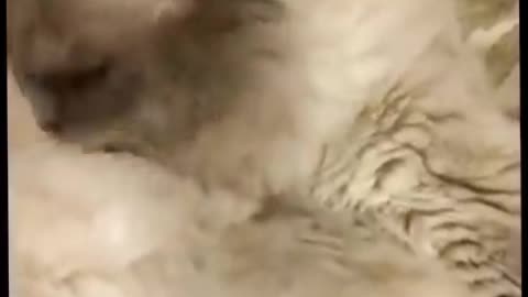Funniest Animals Videos😂 - Best Cats😹