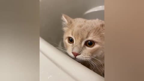 Funny videos of cats and dogs - 2022