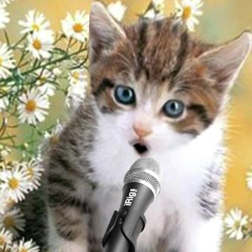 RAHMATUN LIL ALAMIN _ KUCING PINTAR SHOLAWAT #shorts