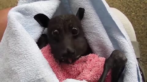 If you’re having a bad day. Here’s a bat eating a banana.