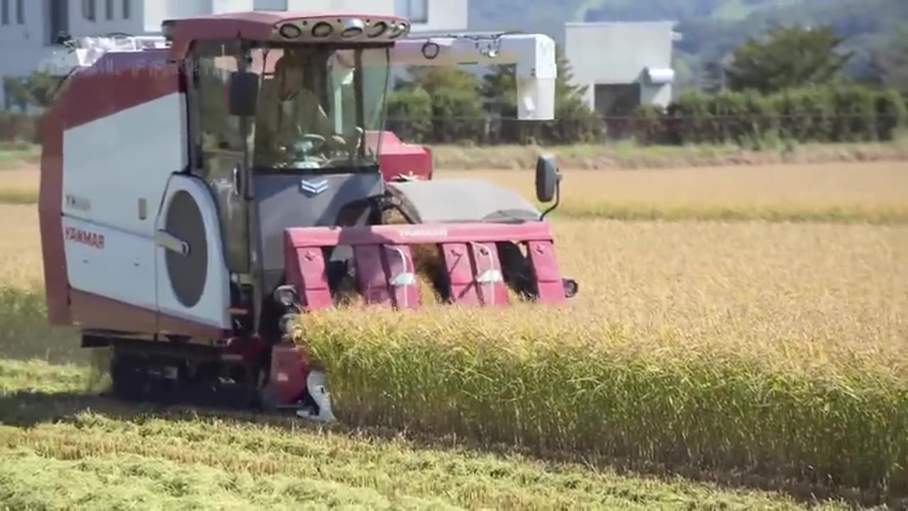 How to Raising Millions of Duck on Rice Field For Meat - Free range Duck Farming Technique