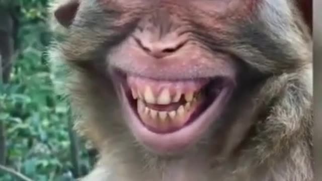 Monkey viral laughing video 😃😃😃