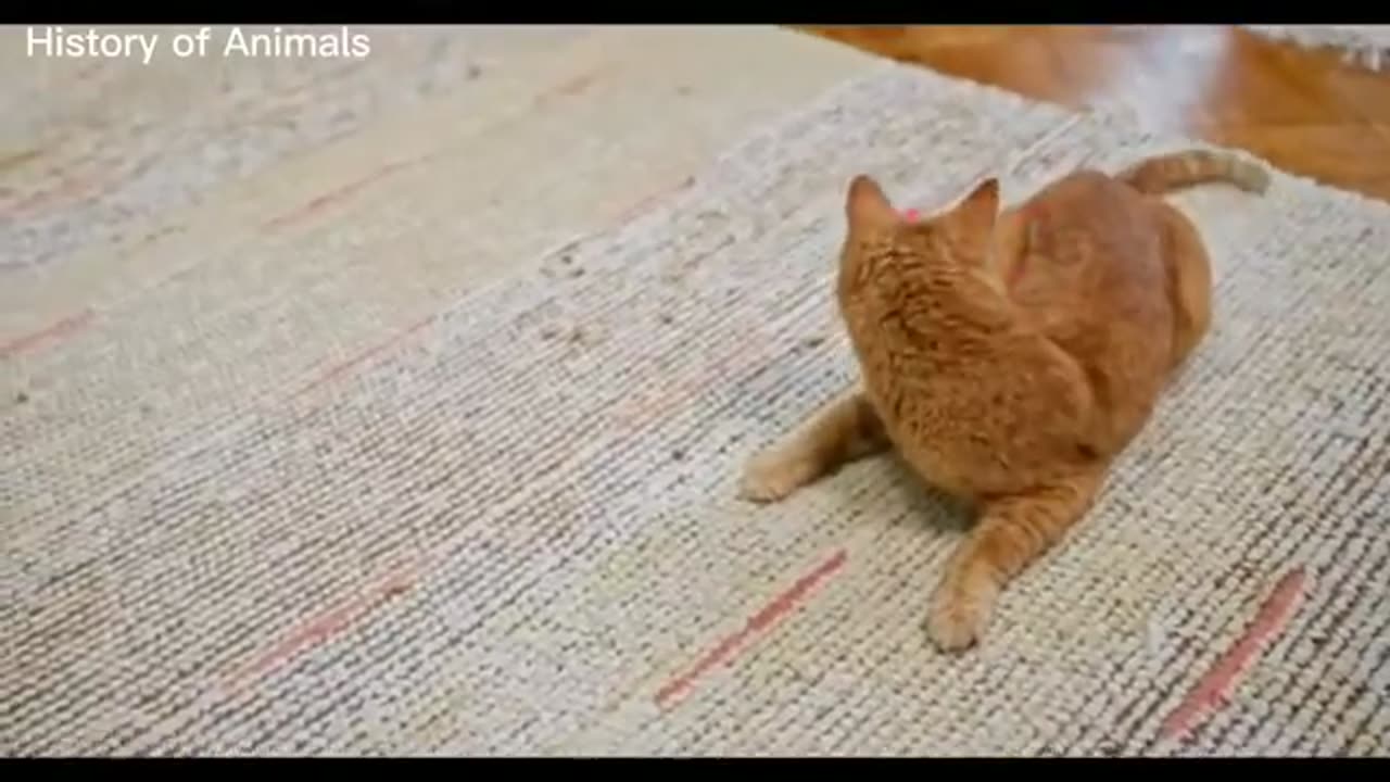 pets new funny free download | Funny animal videos copyright free | History of Animals |