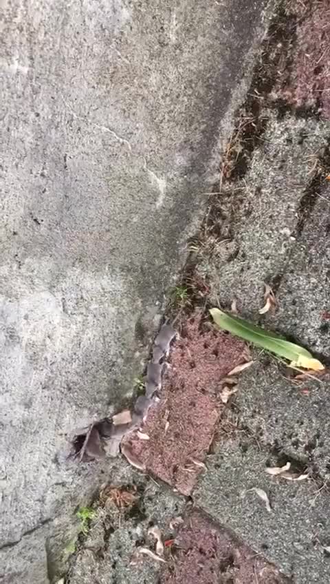 rat train like no others .mp4