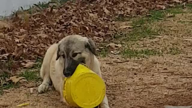 Puppy so fun playing with plastic bucket alone