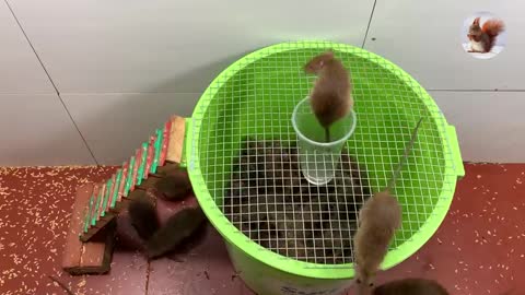 Mouse trap, mouse trapped in electric cage and water cage.