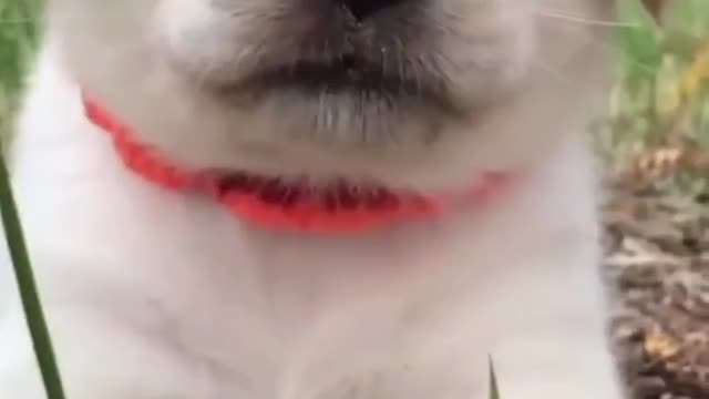 cute & funny dog -funny dog #shorts