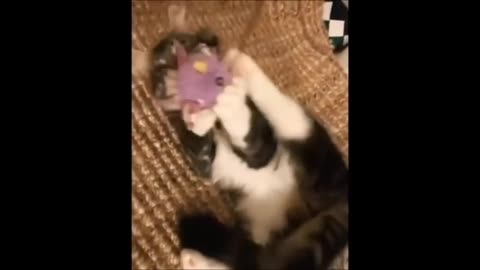 Must watch The Anatomy Of A Great Mr. Kittens - Funniest Cat Videos Cute And Funny