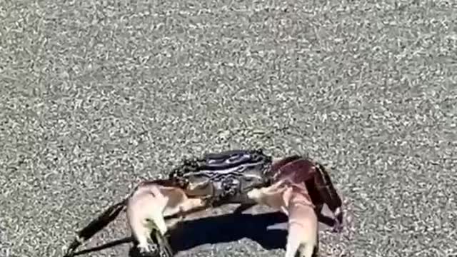 Welcome to the crab