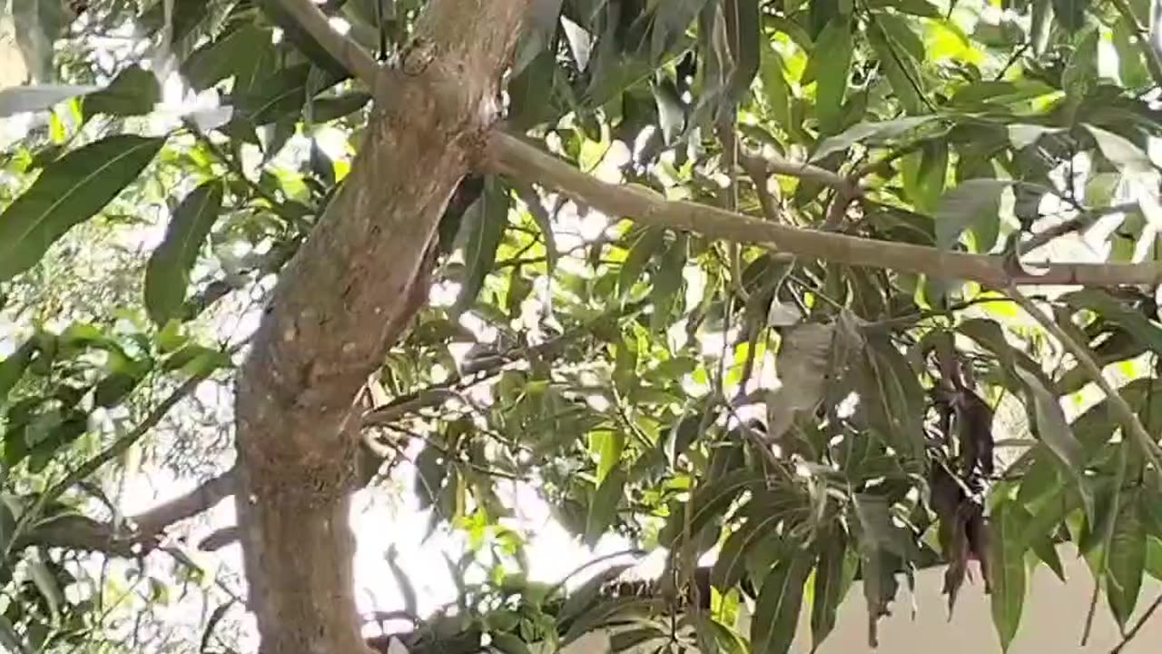 What is the cat doing in the tree?