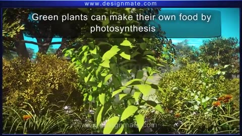 Photosynthesis of Plants and Trees