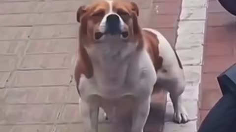 Dog is crying