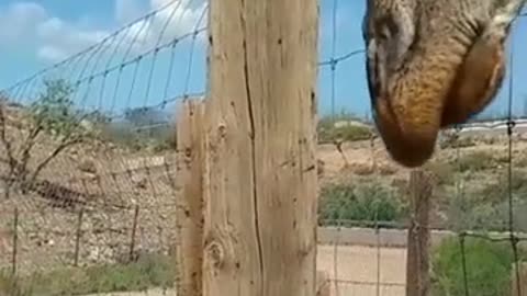 When you get licked by a giant 🦒Giraffe 😱