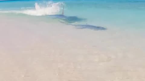 GIANT SHARK Attacks Small Shark!