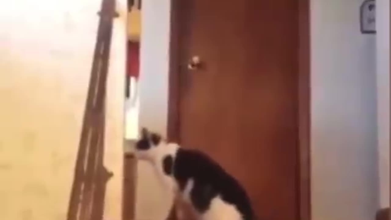 CAT GET CONFUSED AFTER DEEING DOG SPEED