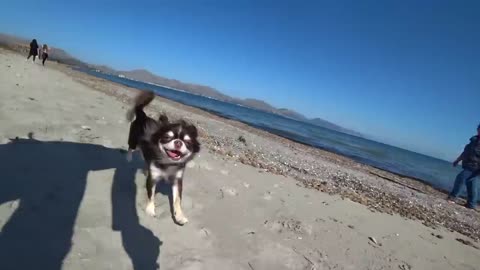 Relaxing at the sea through the eyes of a dog