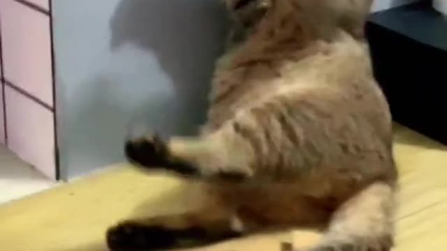 This is the catnip!