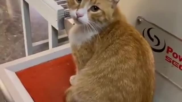 Cat funny moments