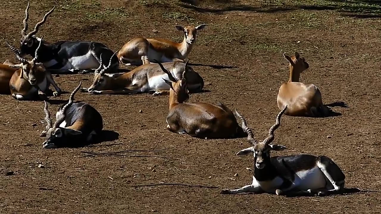 animais selvagens BLACKBUCK ANTÍLOPE INDIANO cervicapra mamífero herbivoro indian índia