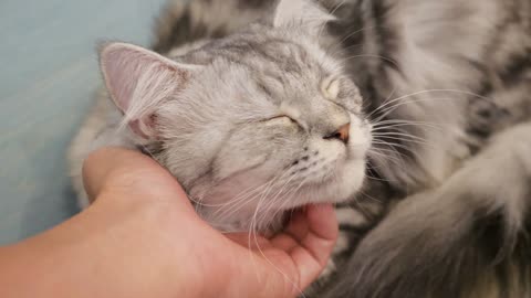 Dominadella PIE - I Cater To Your Pets
