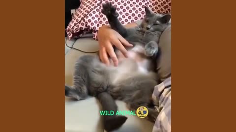 Funny Videos About Dogs and Cats Cute Moments Of Dogs And Cats