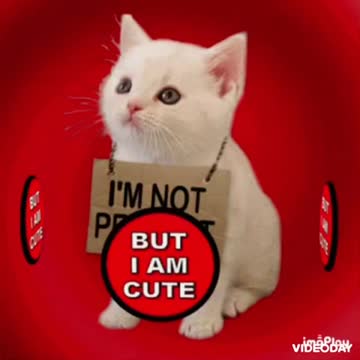 Cute Cat Gif