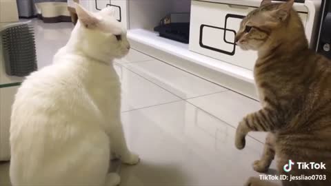 Talking Cats !! these cats can speak English better than hooman