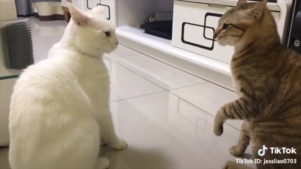 Talking Cats !! these cats can speak English better than hooman