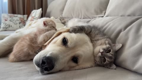 Poor Golden Retriever Can't Sleep Because of Annoying Kittens