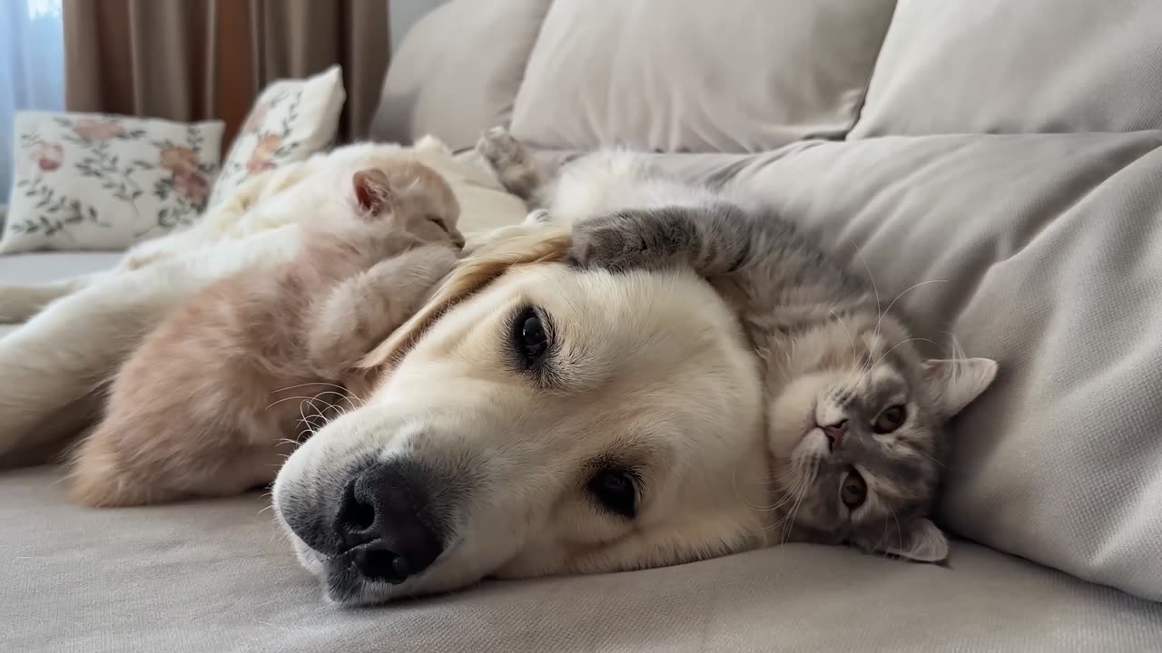 Poor Golden Retriever Can't Sleep Because of Annoying Kittens
