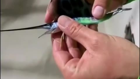 This is a beautiful and charming water-dwelling species