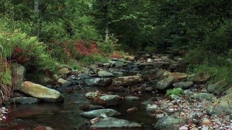 Relaxation. river flows in the middle of the forest with clear water