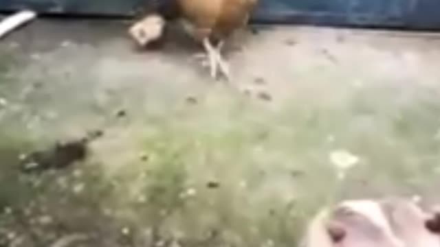 Chicken VS Dog Fight - Funny Dog Fight Videos