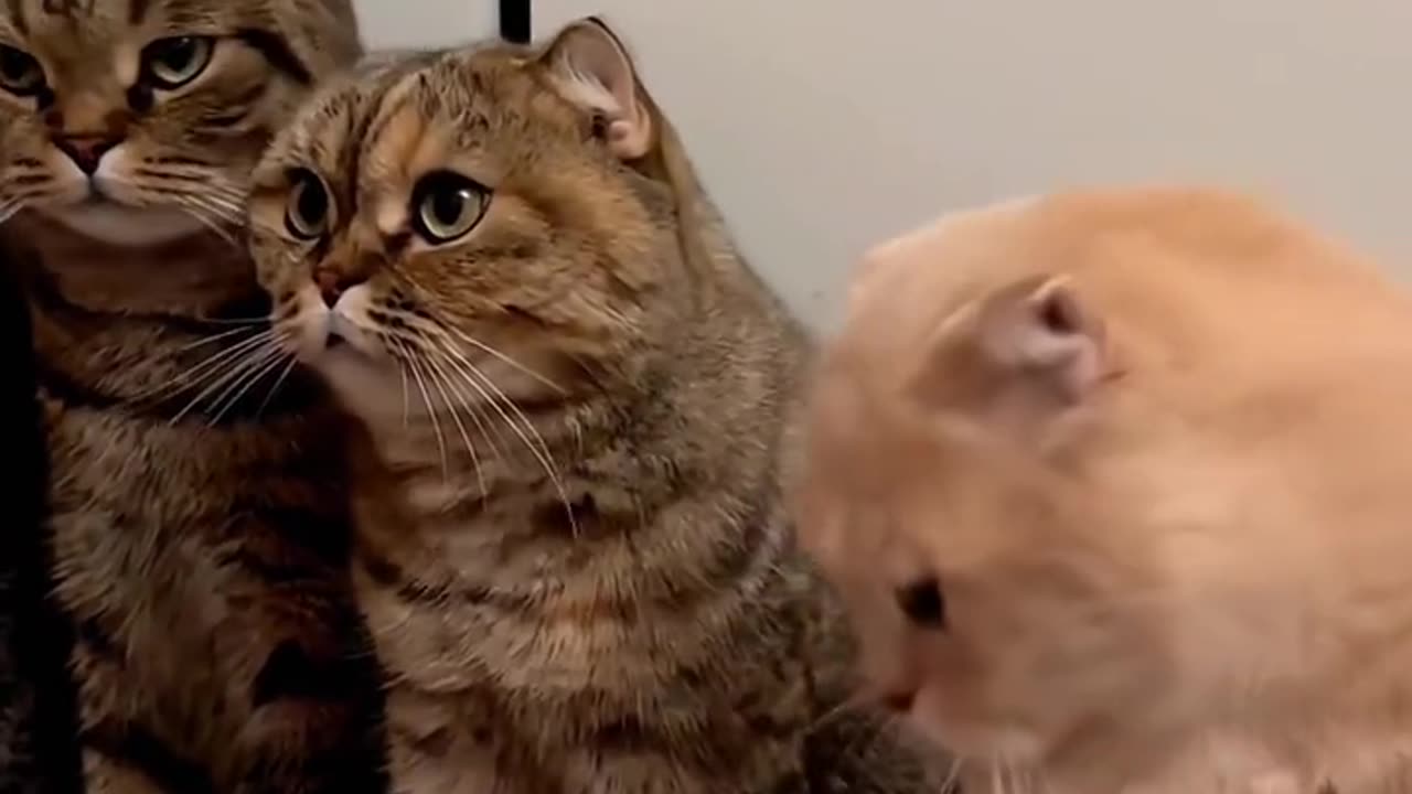 SHAKING HAND WITH CATS