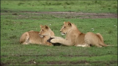 Lion Combines with Leopard to Warthogs cave to hunt