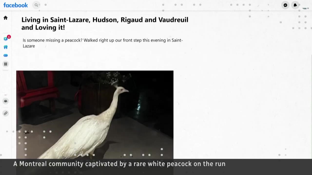 This furgitiv white peacock has eluded capture for 8 days