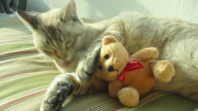 Cute Cat With Teddy Bear