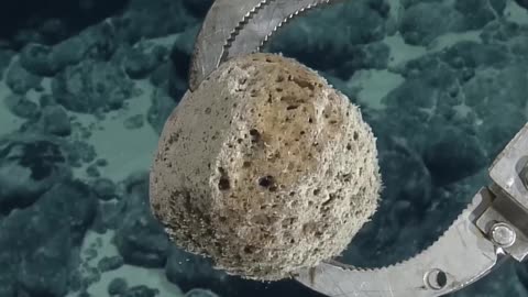 Diving Deep: Robotic Tool Collects Mysterious Seafloor Specimens!