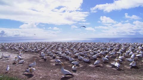 THE WILD LIFE [ DISCOVERY ] [ ANIMALS,BIRDS ]