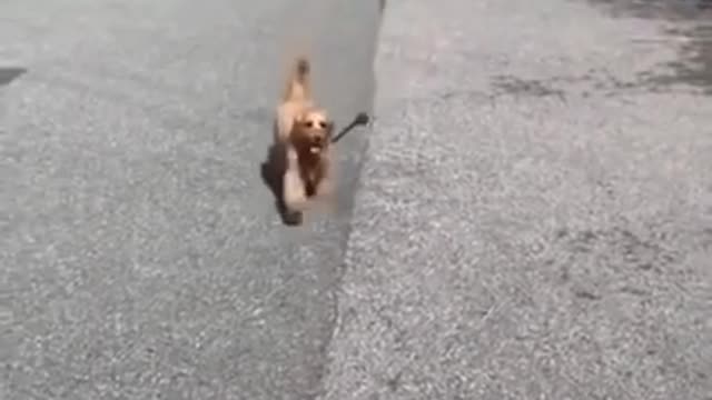 funny animals