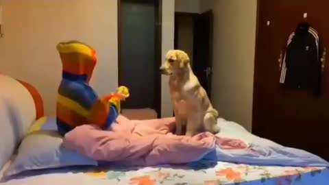 Cute pet funny moments