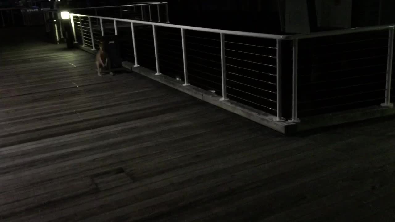 Kangaroo casually hops along boardwalk
